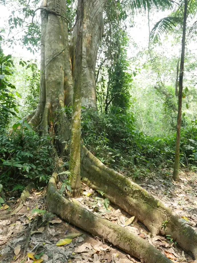 Aya Selva gallery