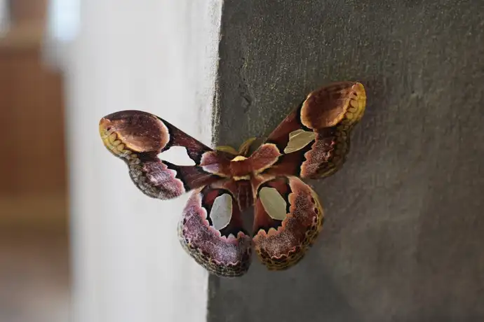 Aya Selva gallery